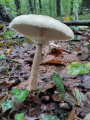 Macrolepiota mastoidea