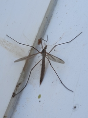 Tipula paludosa