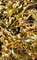 Fucus spiralis