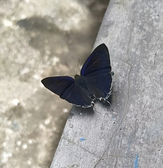 Hypolycaena erylus