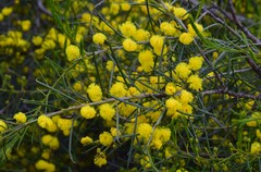 Acacia euthycarpa