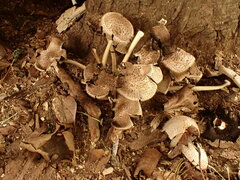 Coprinopsis romagnesiana