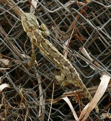 Chamaeleo chamaeleon chamaeleon