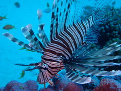 Pterois miles