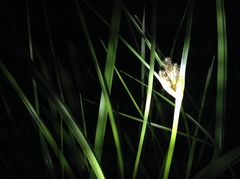 Bolboschoenus planiculmis