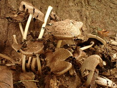Coprinopsis romagnesiana
