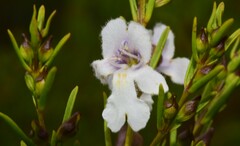 Prostanthera nivea