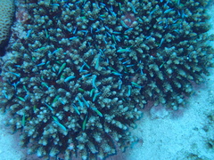 Chromis viridis