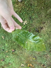 Castanea mollissima