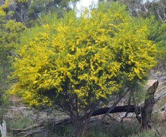 Acacia euthycarpa