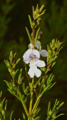 Prostanthera nivea