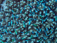Chromis viridis