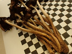 Coprinopsis romagnesiana