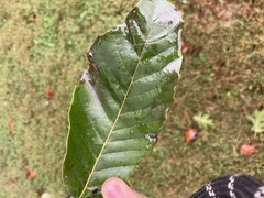 Castanea mollissima