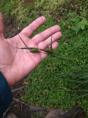 Carex laevicaulis