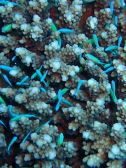 Chromis viridis