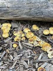 Pholiota