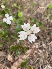 Xanthosia rotundifolia