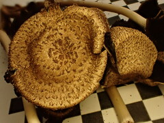 Coprinopsis romagnesiana