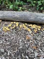 Pholiota