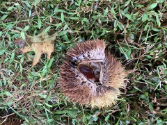 Castanea mollissima