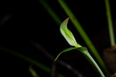 Pterostylis
