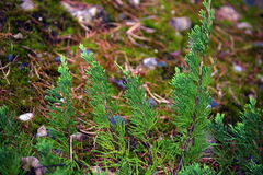 Juniperus horizontalis