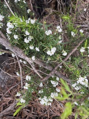 Leucopogon