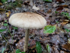 Macrolepiota mastoidea