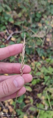 Elymus repens