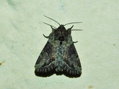Manga melanodonta
