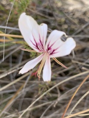 Pelargonium laevigatum laevigatum