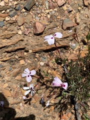 Pelargonium laevigatum laevigatum