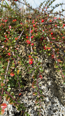 Cotoneaster horizontalis