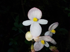 Begonia josephi