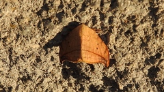 Drepana arcuata