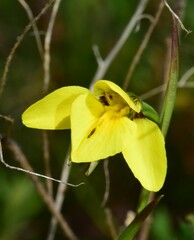 Diuris chryseopsis