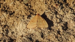 Zanclognatha jacchusalis