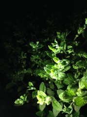 Thyrocarpus glochidiatus