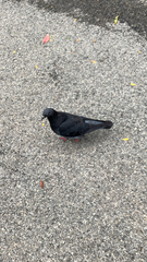 Columba livia domestica