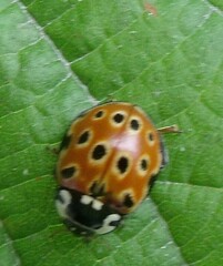Anatis ocellata