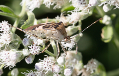 Hypselonotus punctiventris