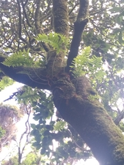 Polypodium macaronesicum azoricum