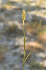Phleum pratense nodosum