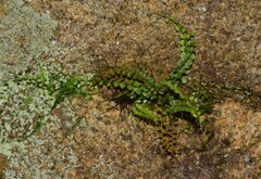 Asplenium flabellifolium