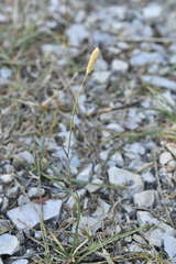 Phleum pratense nodosum