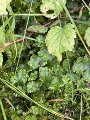 Marchantia polymorpha