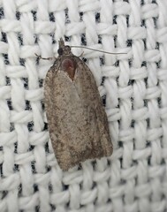 Epiphyas postvittana