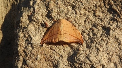 Drepana arcuata