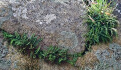 Asplenium flabellifolium